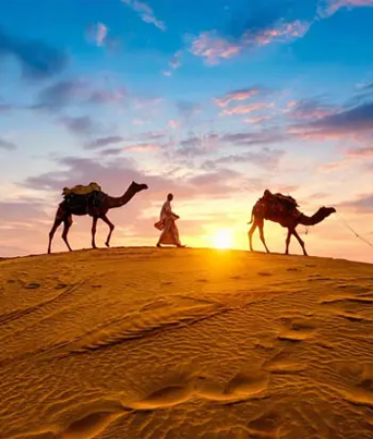 golden-triangle-with-camel-safari